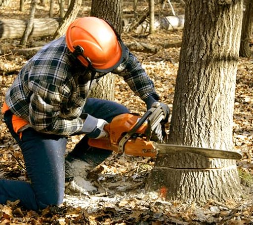 Tree Removal in Tuskegee, AL